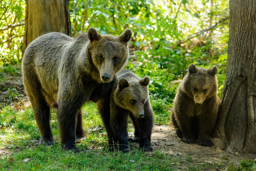 Réserve d’ours de Zărnești