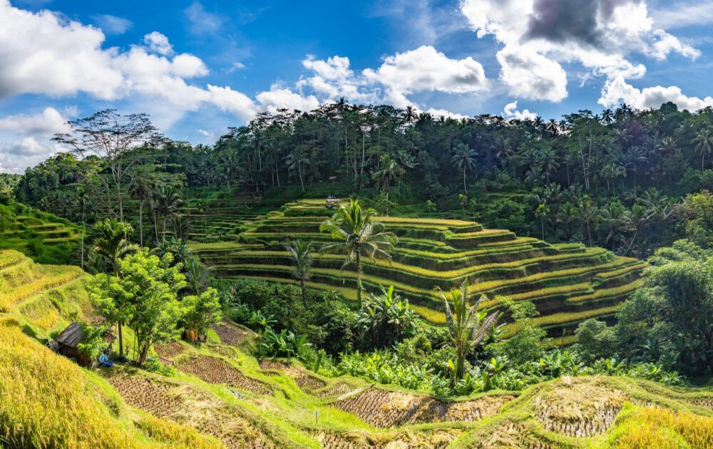 Rizières de Tegallalang, Bali, Indonésie