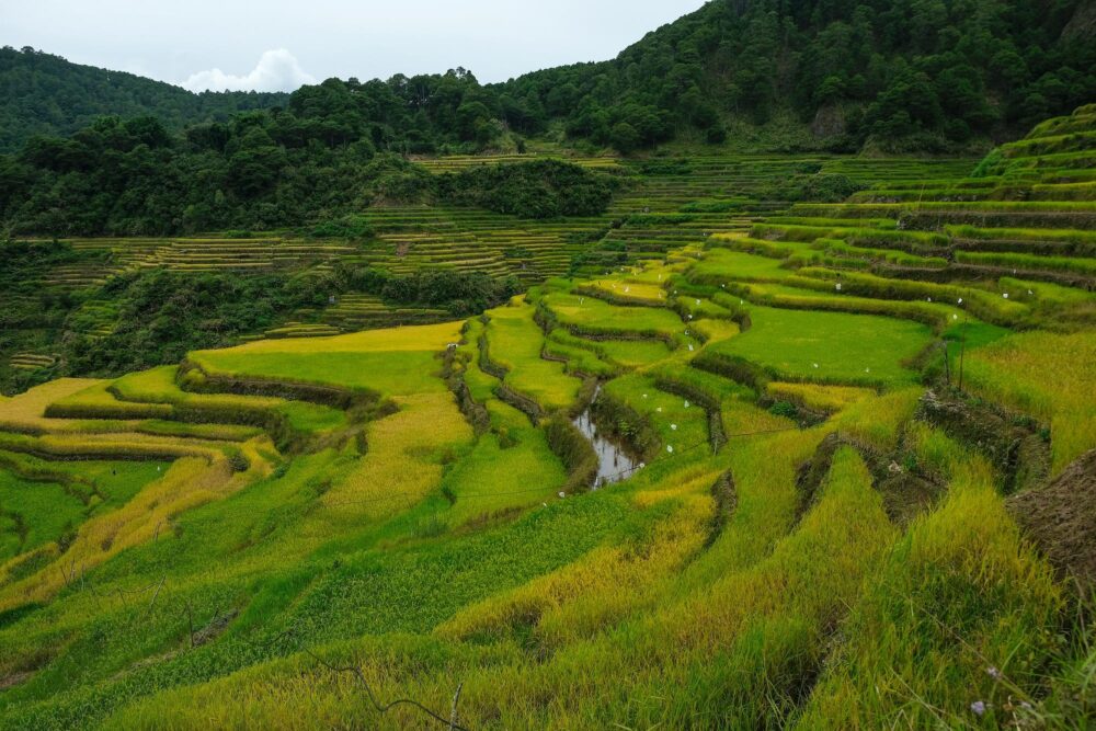 Rizières en terrasses de Maligcong, Philippines