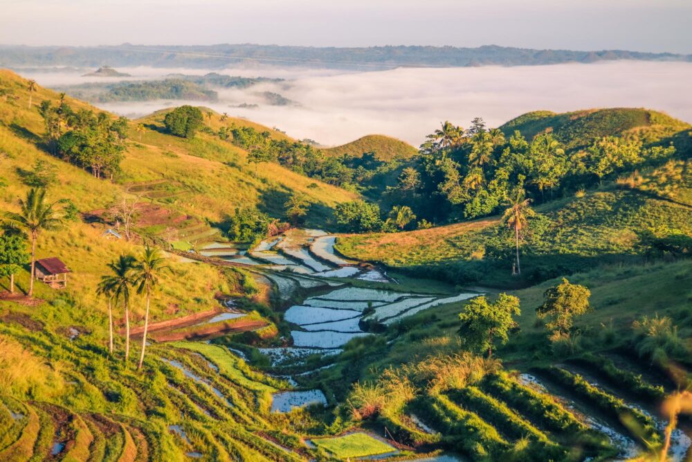 Rizières sur l'île de Bohol aux Philippines