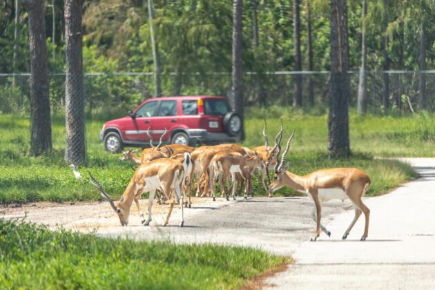Safari en Floride