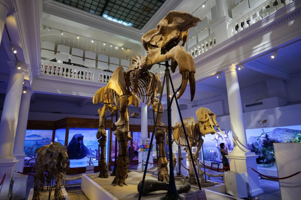 Squelette d'éléphant préhistorique au Musée Grigore Antipa