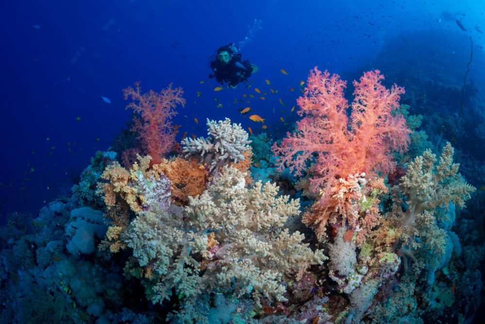 St. John’s Reef