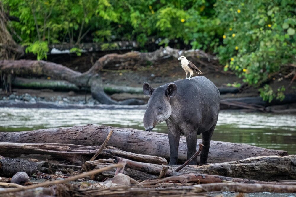 Tapir dans le parc du Corcovado
