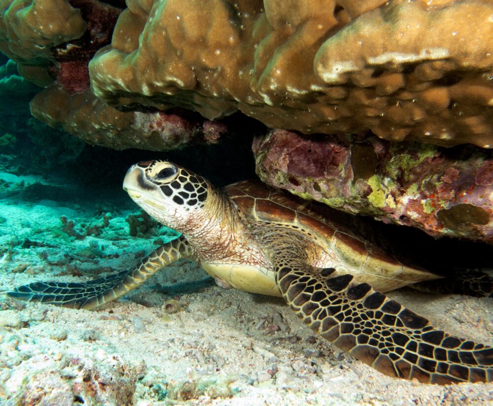 Tortue de mer à Apo Island, Philippines