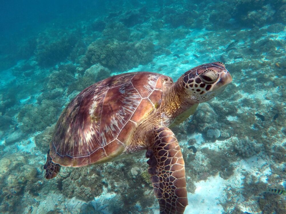 Tortue marine au parc marin d'Apo Reef, Philippines