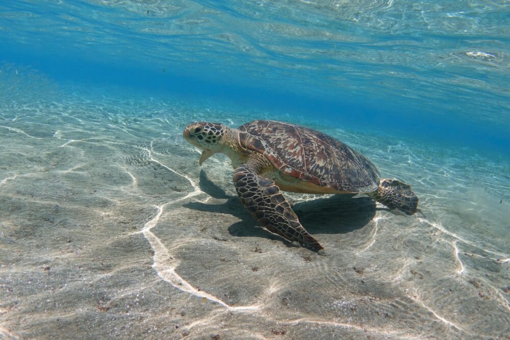 Tortue marine dans l'eau