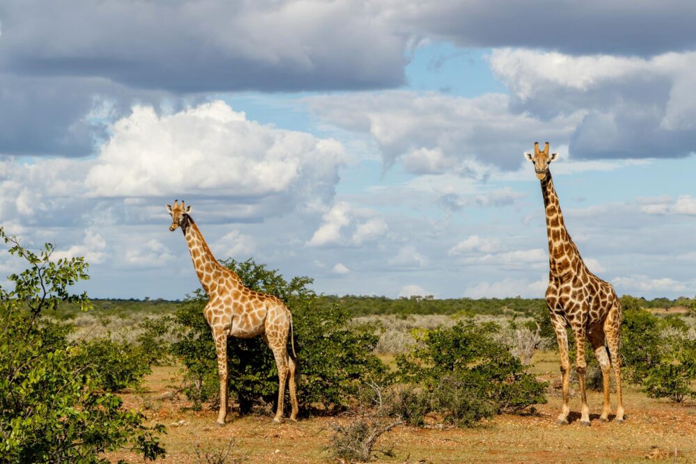 Tuli Block, Bostwana