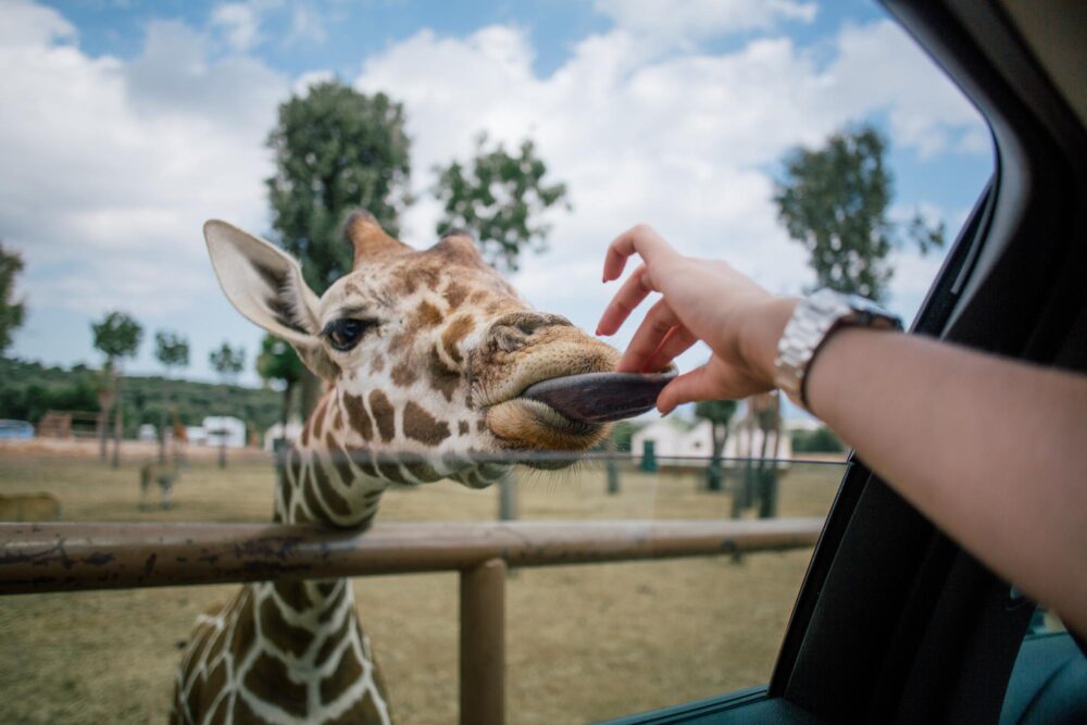 Zoo Safari de Fasano
