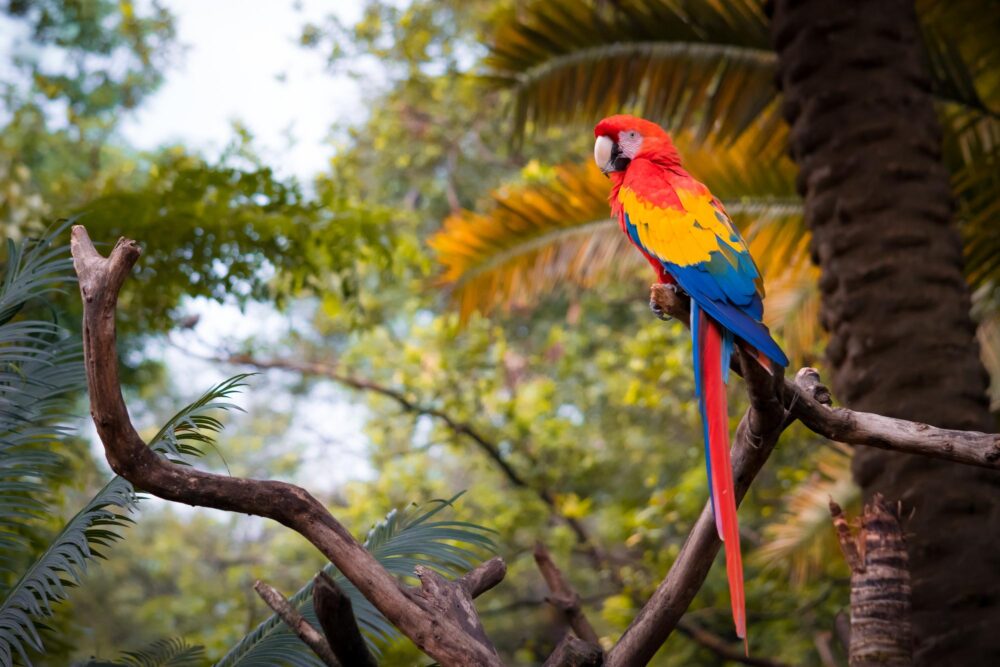 Ara macao dans le parc national de Darién, Panama