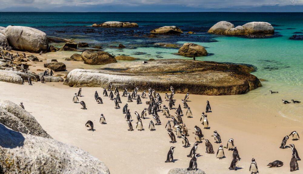 Boulders Beach, Afrique du Sud