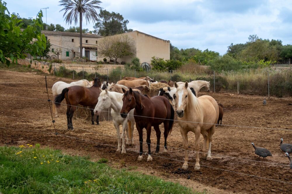 Chevaux ranch, Ibiza