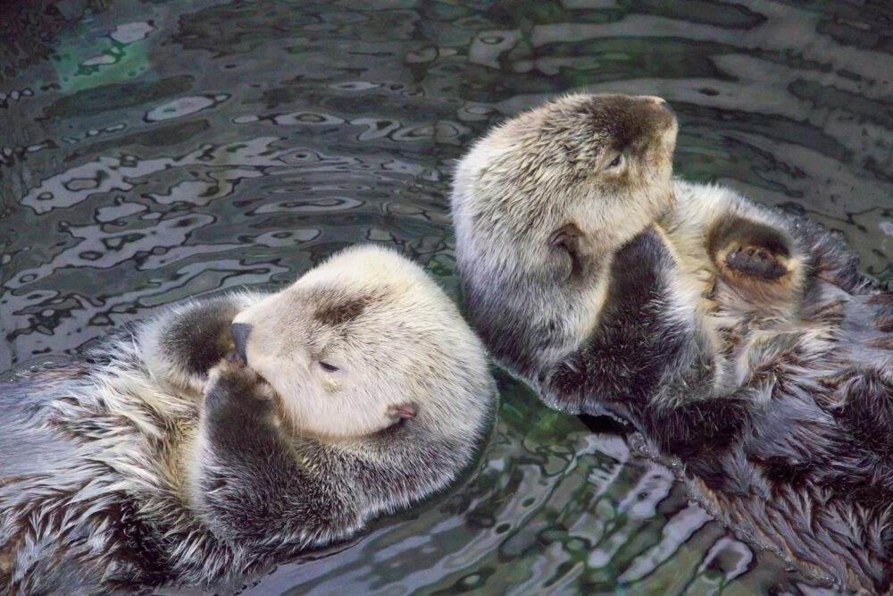 D'adorables loutres de mer à l’Oceanário de Lisbonne