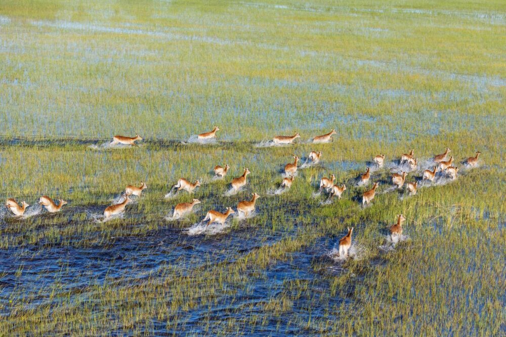 Delta de l’Okavango, Botswana