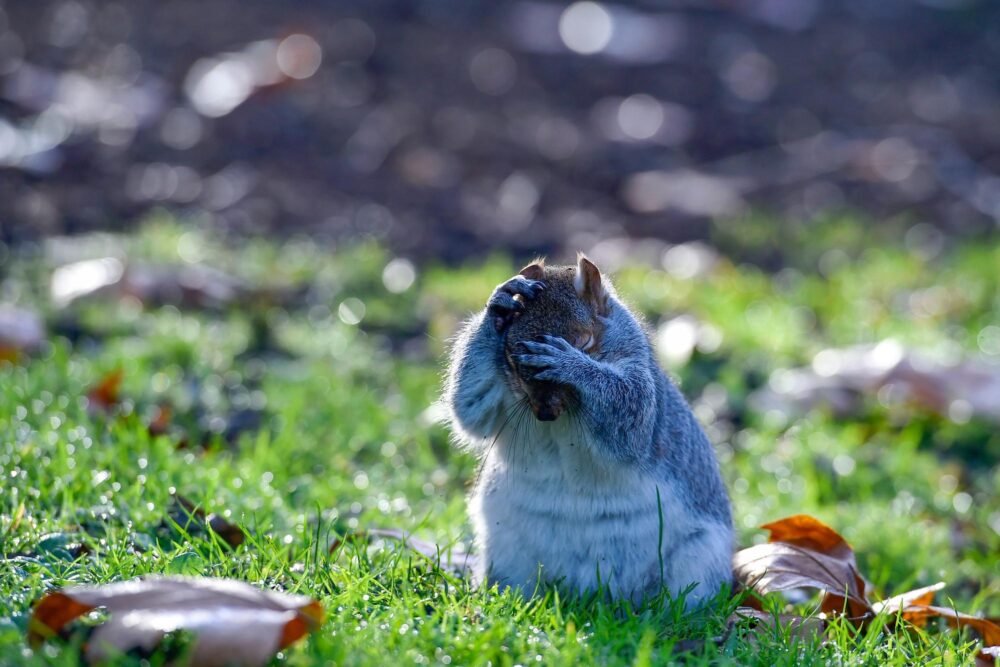 Ecureuil à Hyde Park
