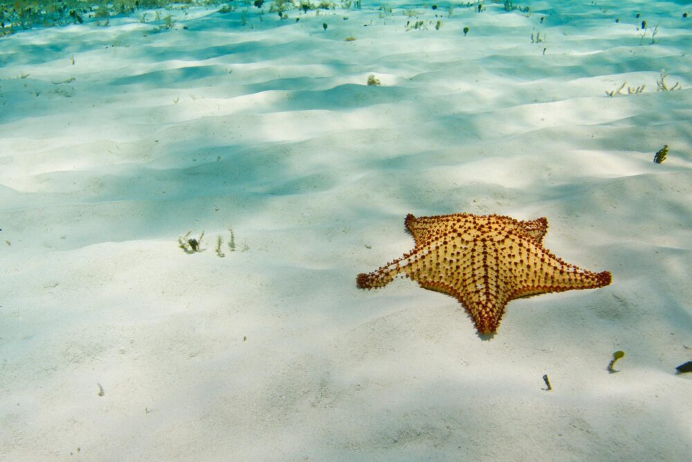 Etoile de mer dans le sable blanc de la Playa el Cielo à Cozumel