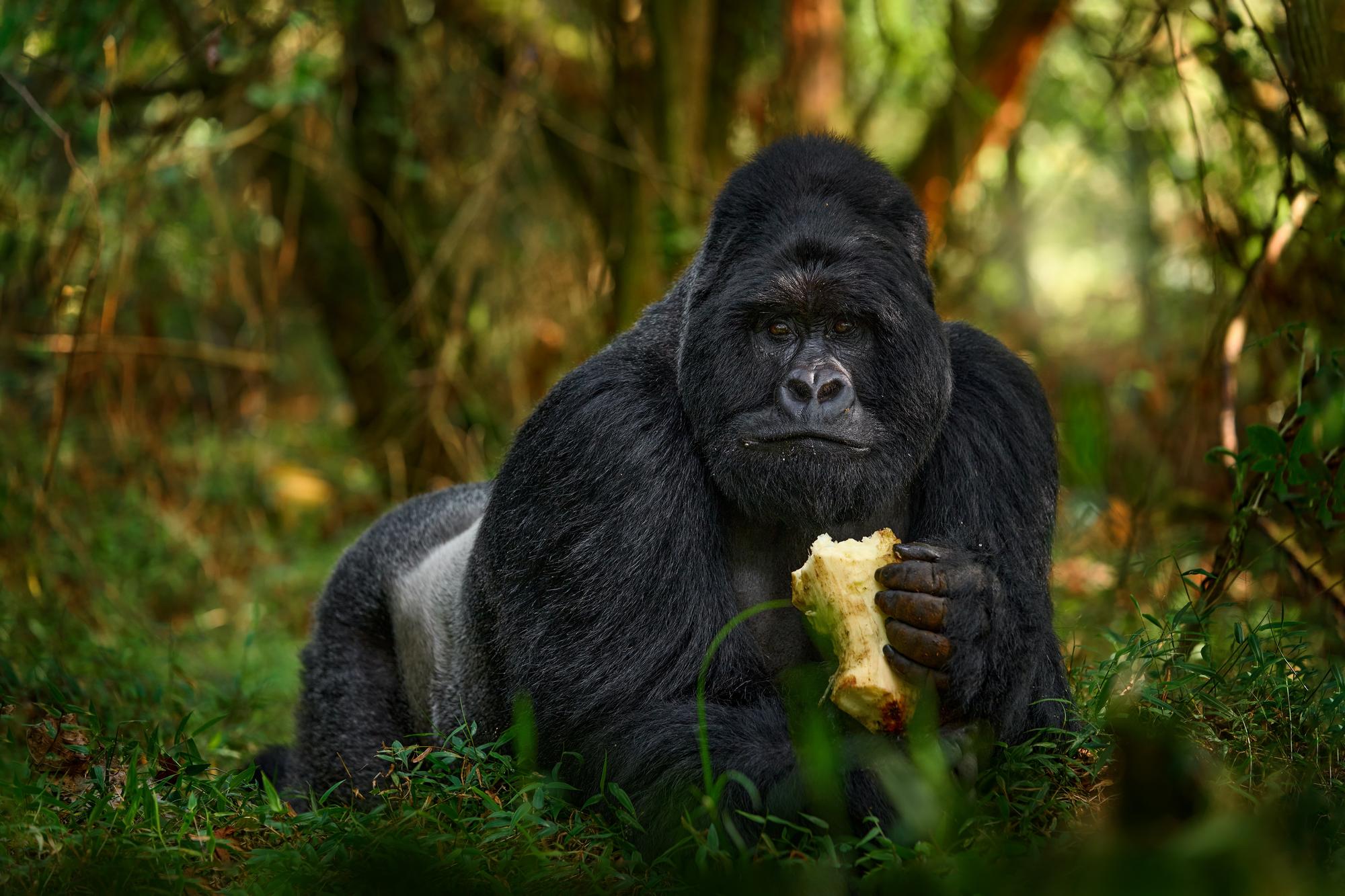 Forêt impénétrable de Bwindi, Ouganda