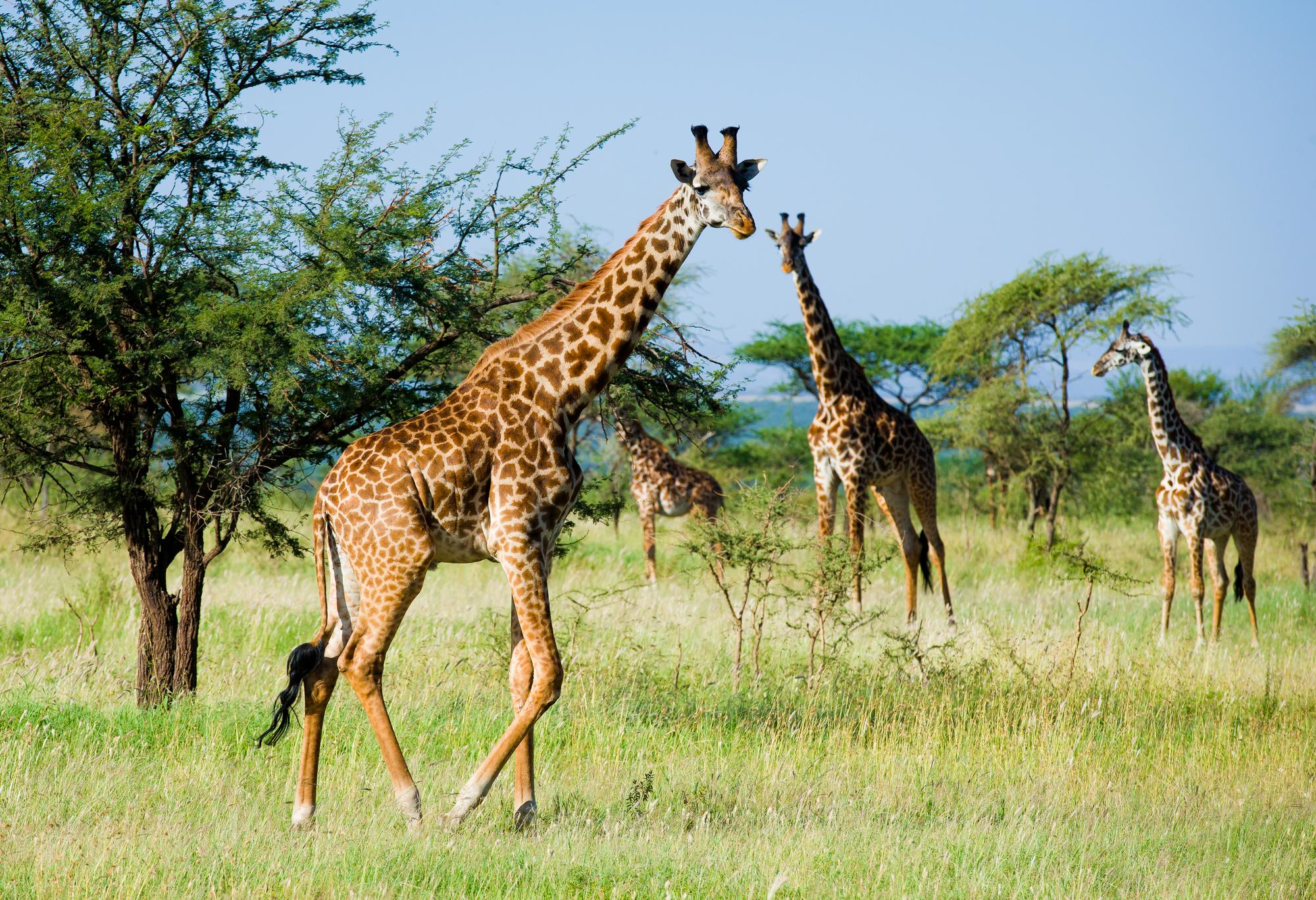 Girafes dans le parc national du Serengeti, Tanzanie
