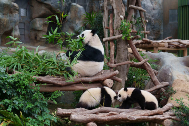 Hong Kong en famille, Giant Panda Family-Ying Ying with Jia Jia