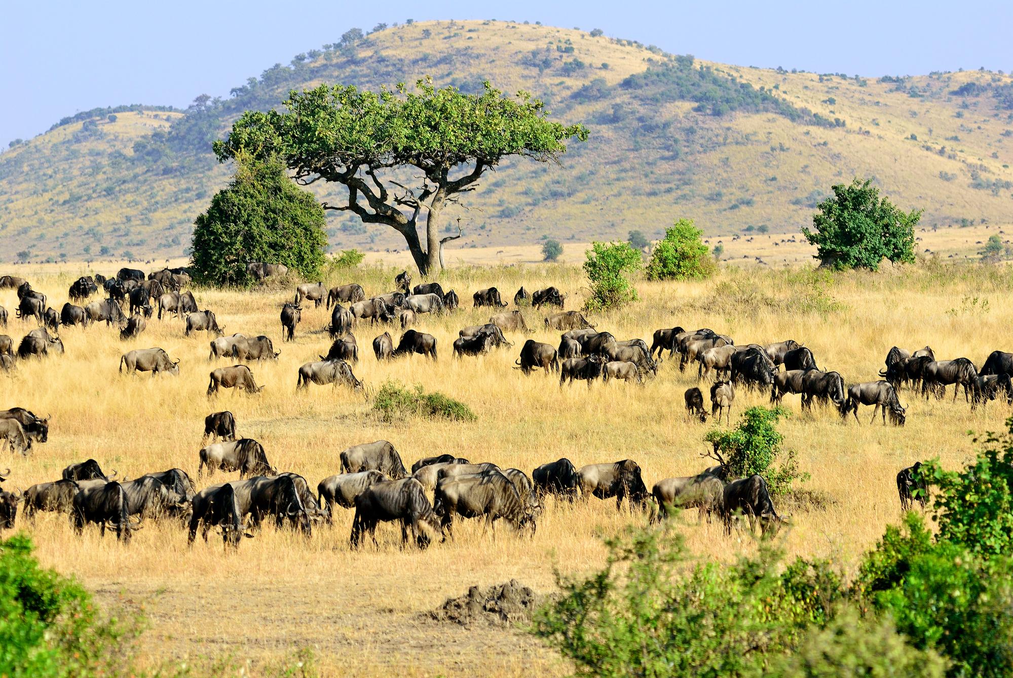 La réserve nationale de Masai Mara, Kenya