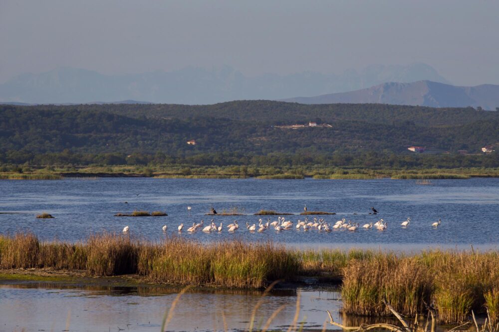 La saline d’Ulcinj, Monténégro