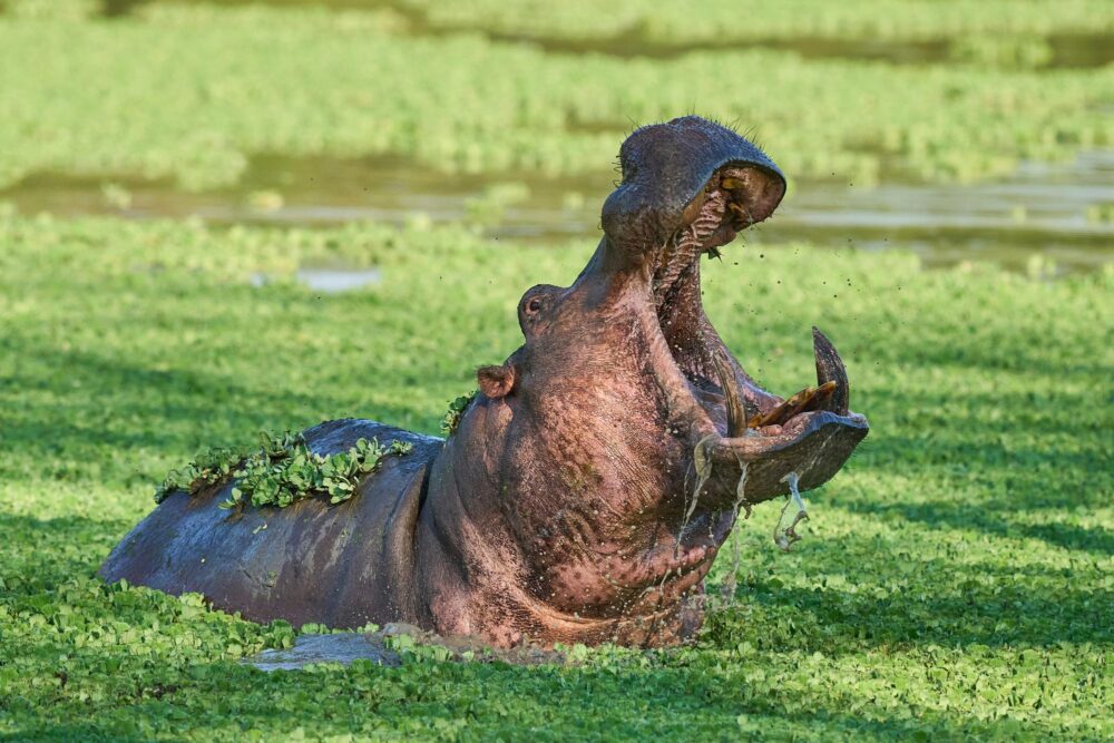 Le South Luangwa National Park, Zambie