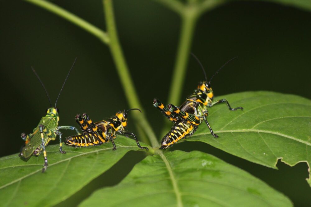 Le parc national Soberanía, Panama