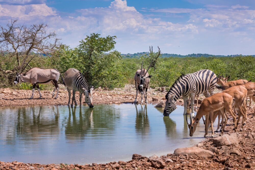 Le parc national d'Etosha, Namibie