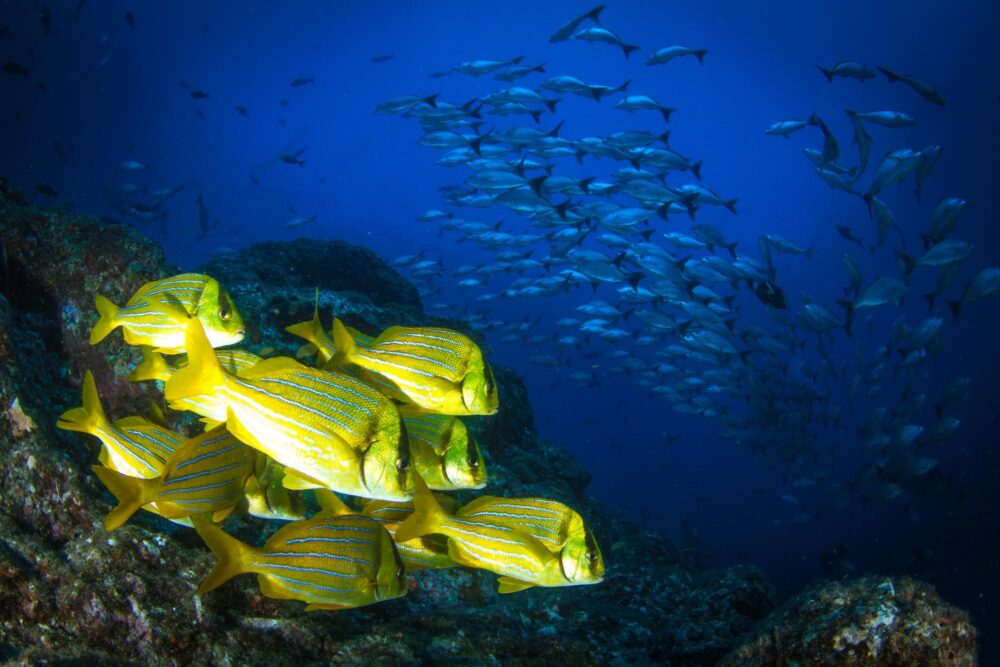 Le parc national de Coiba, Panama