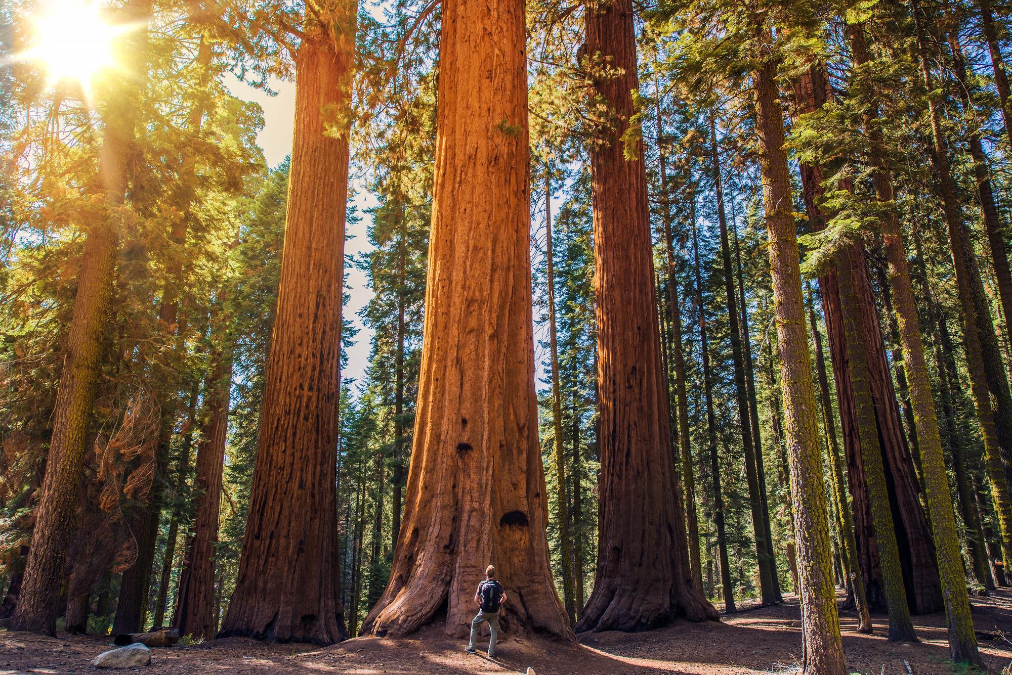 Le parc national de Sequoia, États-Unis