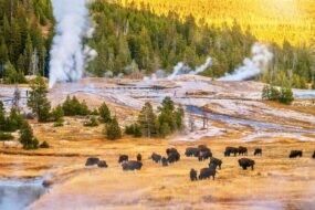 Le parc national de Yellowstone, États-Unis