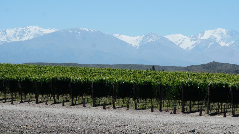 Les vignes de la vallée d'Uco avec vue sur les montagnes enneigées en Argentine