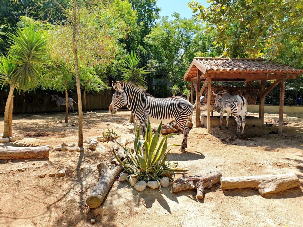 Les zèbres du zoo de Lisbonne