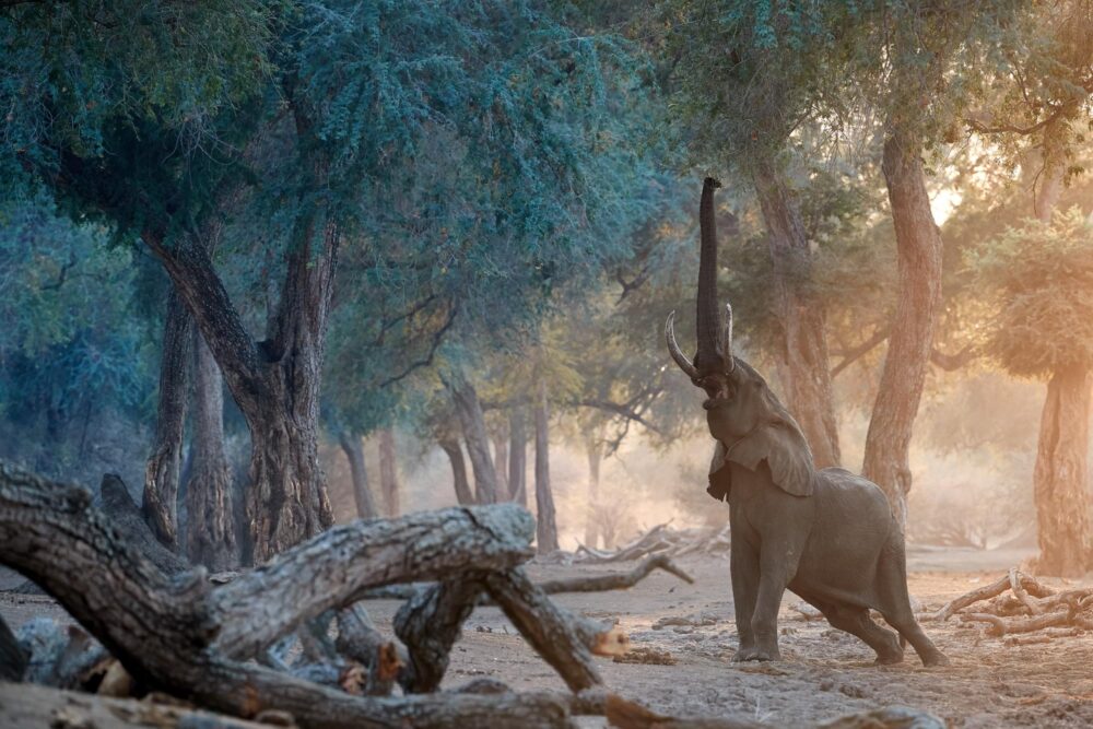 Mana Pools, Zimbabwe