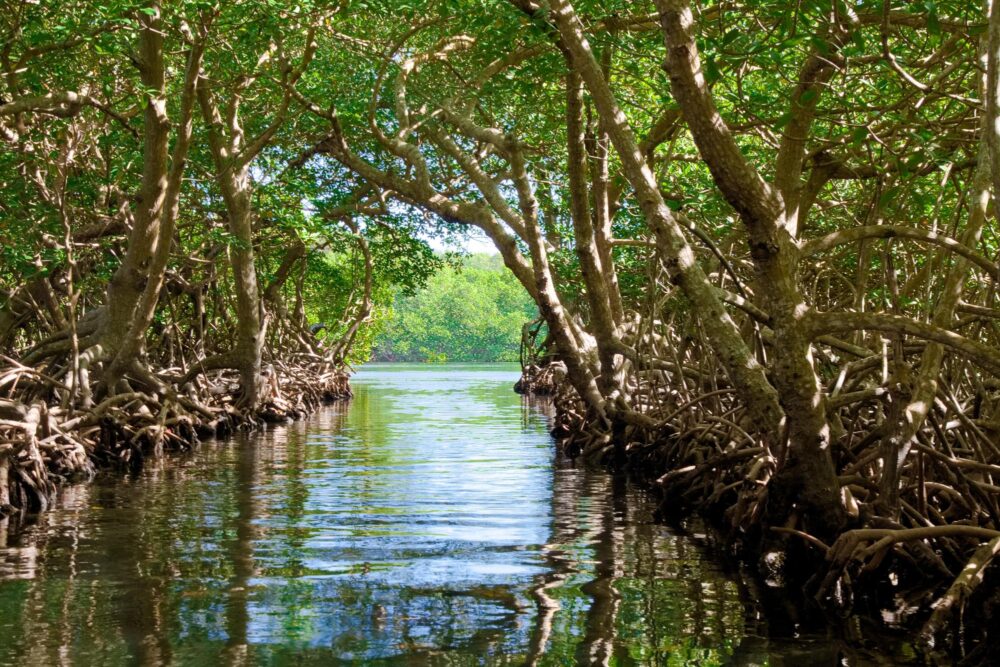 Mangrove au Honduras