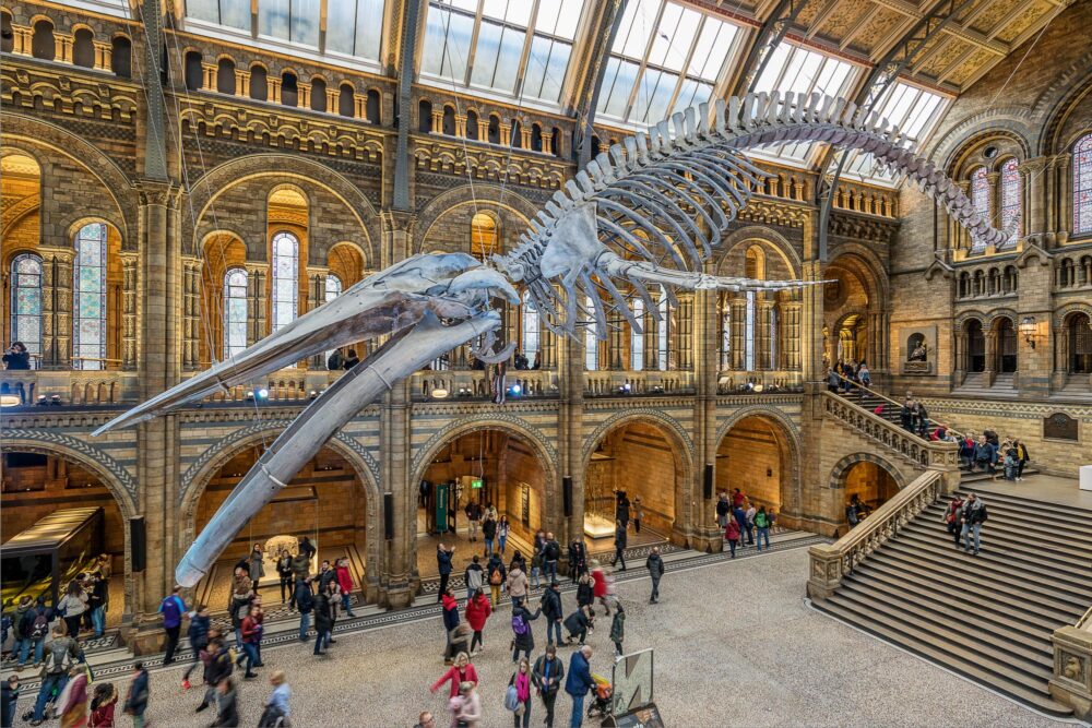 Musée d'Histoire Naturelle Londres