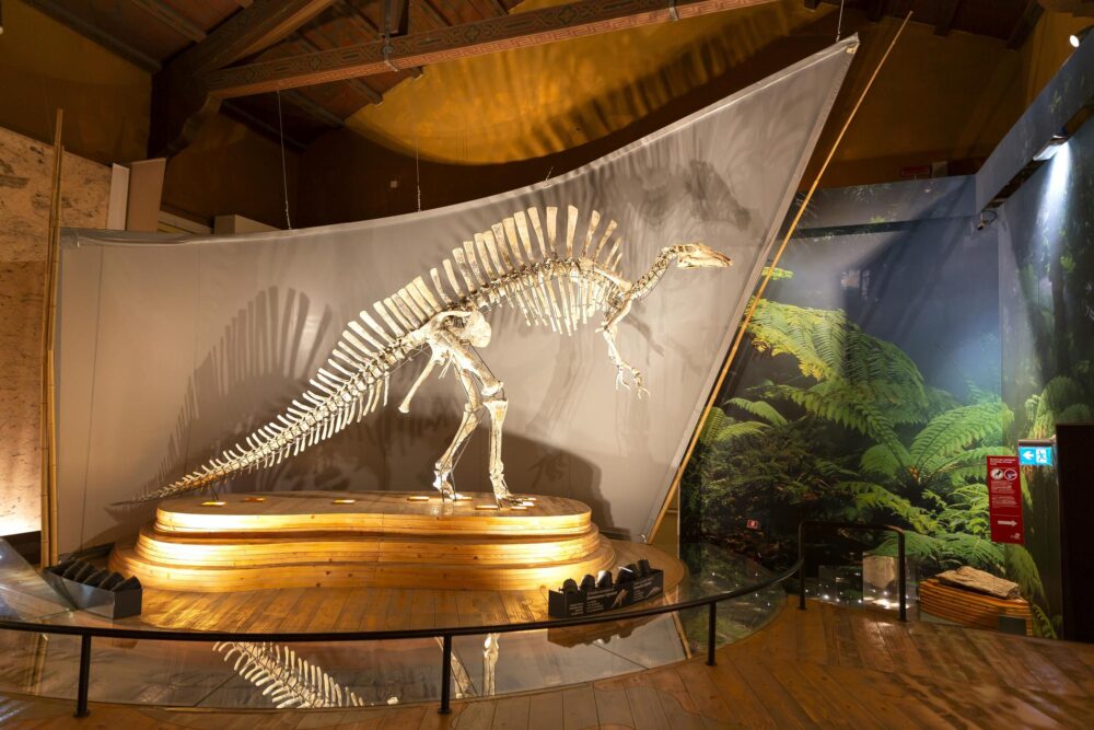 Musée d'Histoire Naturelle de Venise