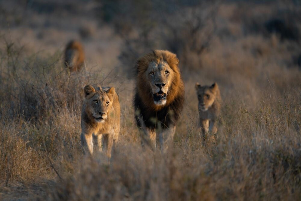 Parc Kruger, Afrique du Sud
