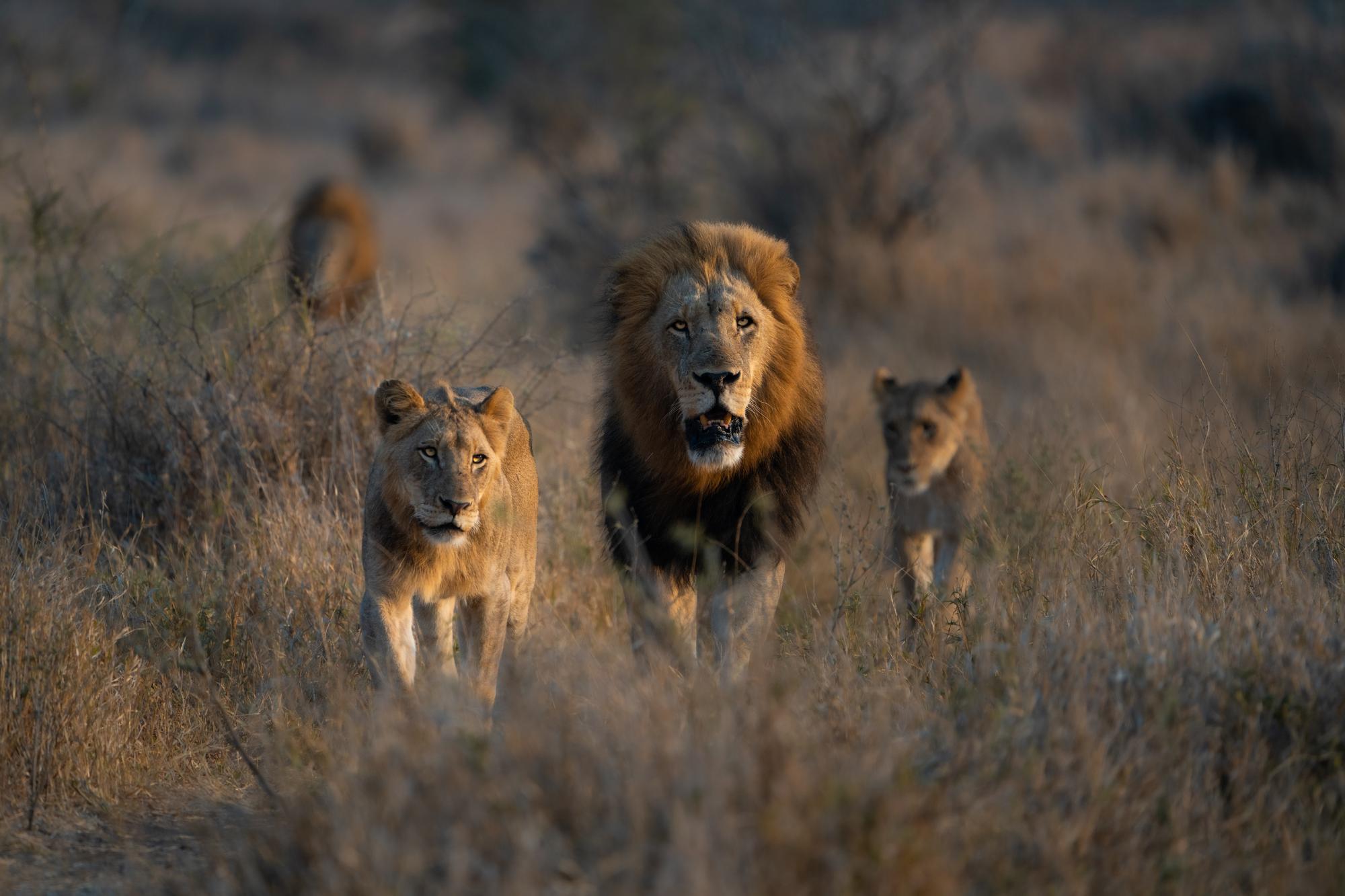 Parc Kruger, Afrique du Sud