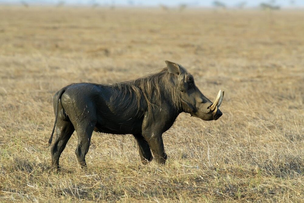 Parc national de Gorongosa, Mozambique