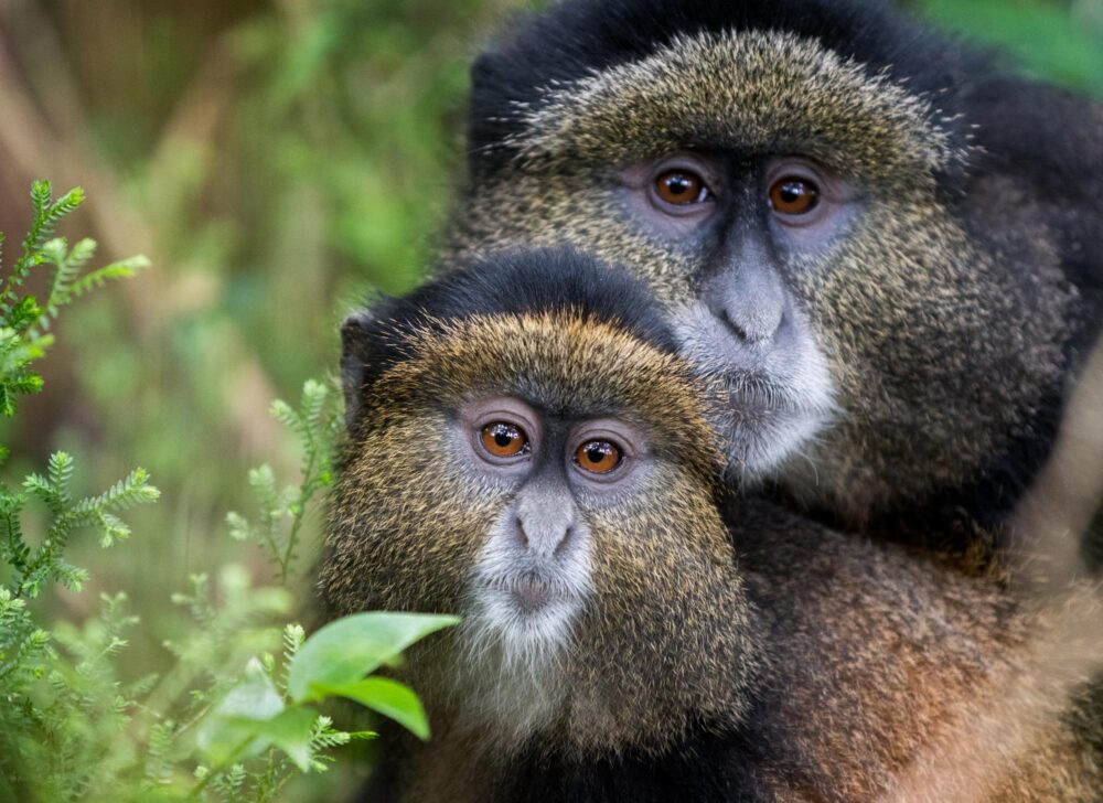 Parc national des Volcans, Rwanda