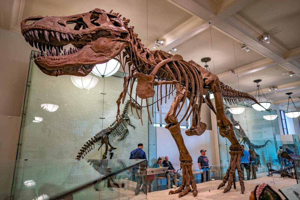 Squelette de dinosaure au Musée d'histoire naturelle de New York