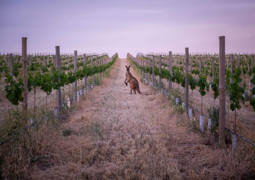 Un kangourou dans les vignes sur la route des vins de la Barossa Valley en Australie