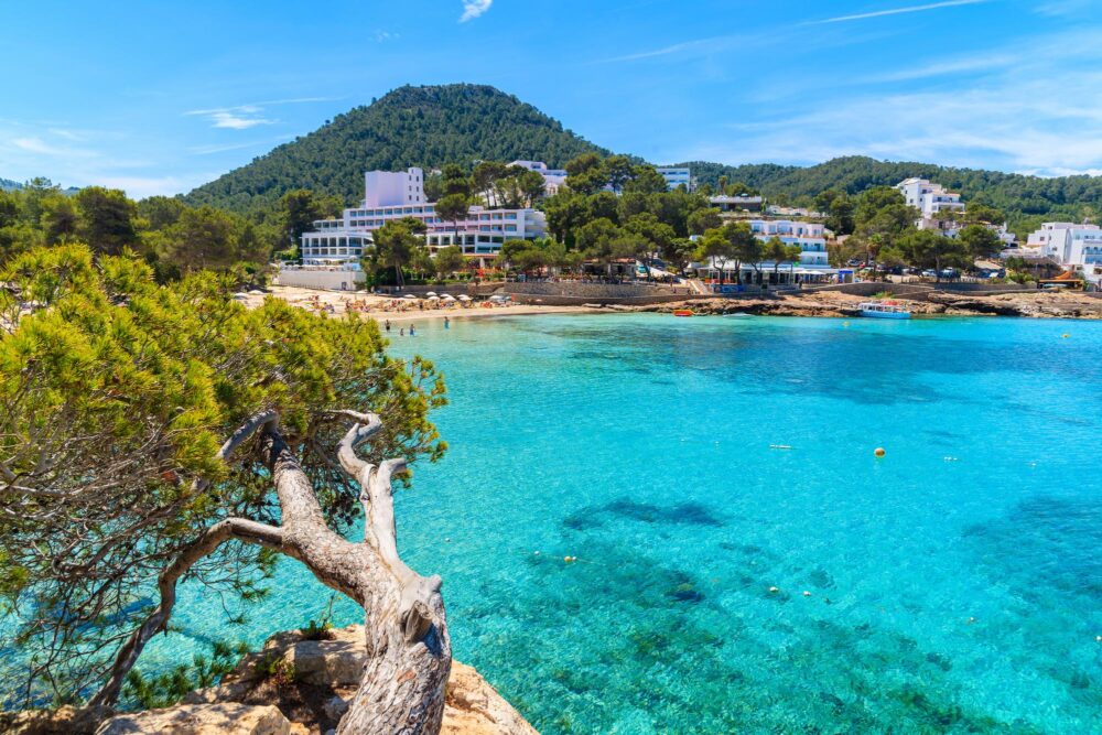 Un pin vert sur la falaise surplombant la superbe baie de Cala Portinatx avec ses hôtels sur le rivage, Ibiza, Espagne