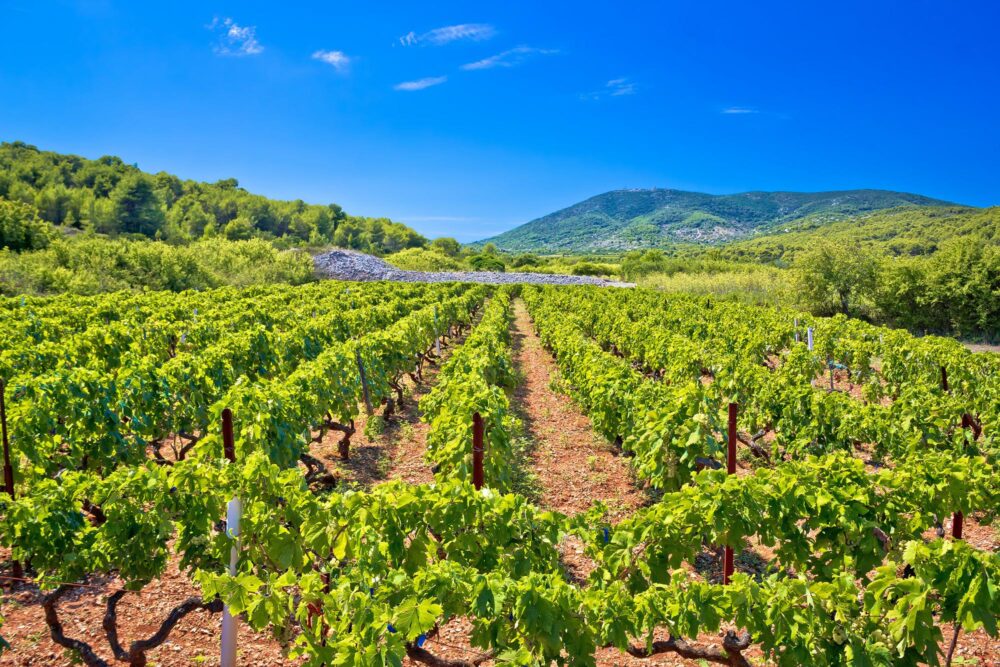Vignobles  sur l'île de Vis en Croatie