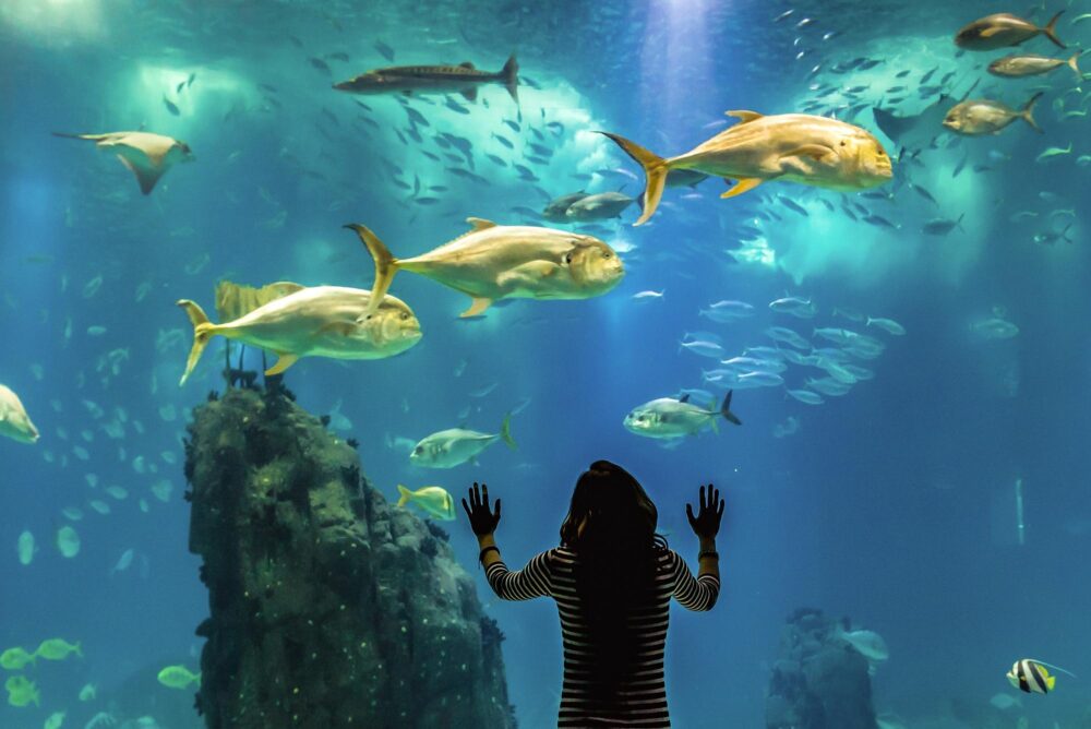 Visiteur à l’Océanarium de Lisbonne, Portugal