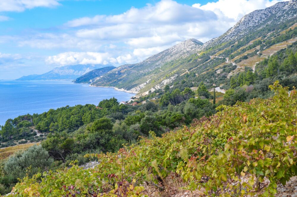 vignobles de Pelješac en Croatie