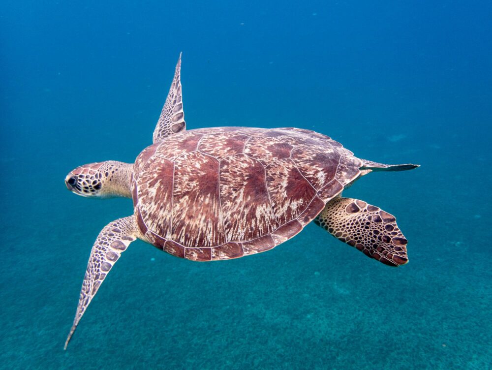 Admirer les tortues en snorkeling en Martinique