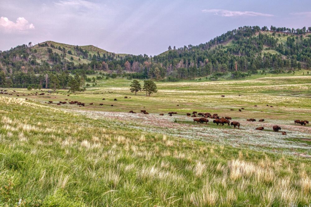 Bisons dans le parc national Wind Cave, Dakota du Sud
