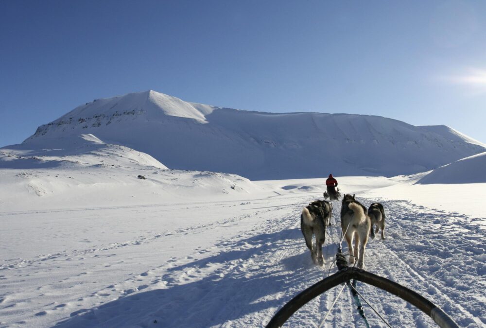 Chiens de traineau Svalbard